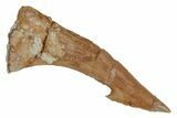 Fossil Sawfish (Onchopristis) Rostral Barb - Morocco #219889-1